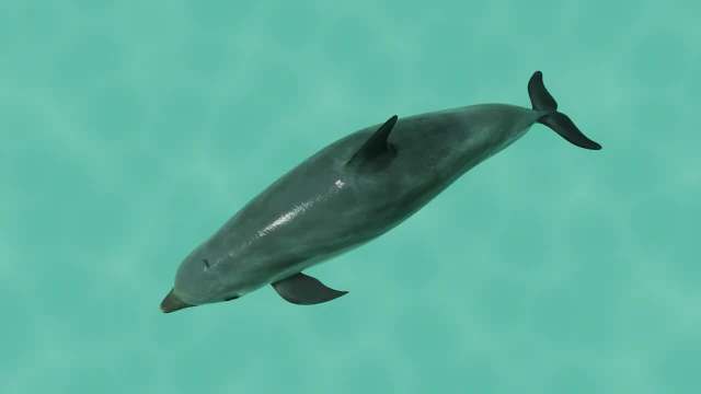 dolphin lowpoly 3D Model .c4d .max .obj .3ds .fbx .stl .blend 