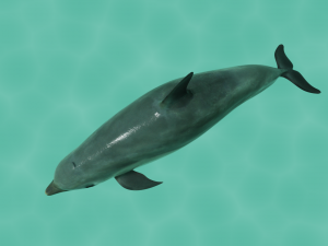 dolphin lowpoly 3D Model