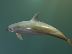 dolphin lowpoly 3Dモデル