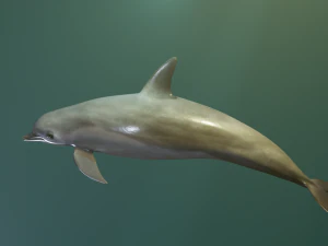 dolphin lowpoly 3D Model
