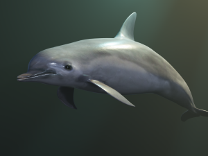 dolphin lowpoly 3Dモデル