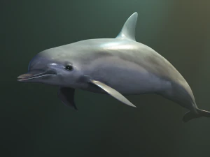 dolphin lowpoly 3D Model