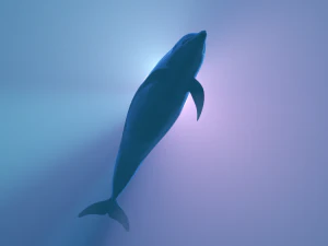dolphin lowpoly 3D Model