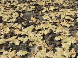 oak nuts and leaves 3D Model