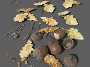 oak nuts and leaves 3Dモデル