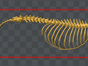 esqueleto de perro - dog skeleton 3D Print Model