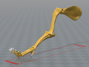 esqueleto de perro - dog skeleton Modelo de Impressão 3D
