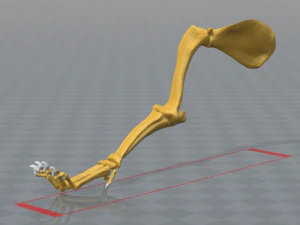 esqueleto de perro - dog skeleton 3D Print Model