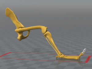 esqueleto de perro - dog skeleton 3D Print Model