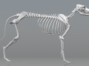 esqueleto de perro - dog skeleton Modelo de Impressão 3D