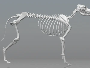 esqueleto de perro - dog skeleton 3D Print Model