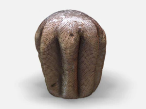 pandoro-photoscanned pbr 3D Model