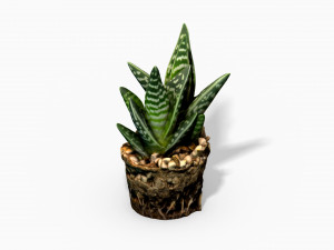 gasteria cactus plant - photoscanned pbr Model 3D