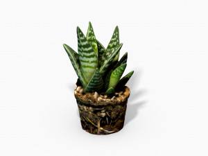 gasteria cactus plant - photoscanned pbr Model 3D