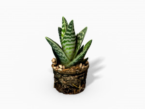 gasteria cactus plant - photoscanned pbr Model 3D