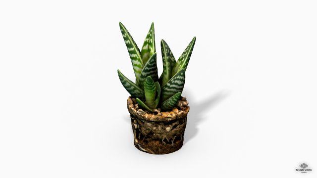 gasteria cactus plant - photoscanned pbr Model 3D .c4d .max .obj .3ds .fbx .stl .blend 
