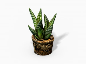 Gasteria 仙人掌植物 - 照片扫描 PBR 3D 模型