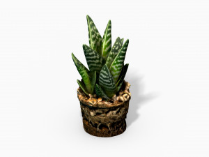 gasteria cactus plant - photoscanned pbr Model 3D