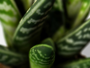 gasteria cactus plant - photoscanned pbr Model 3D