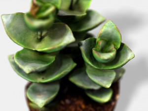 crassulamoonglow cactus plant - photoscanned pbr 3D Model