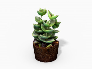 crassulamoonglow cactus plant - photoscanned pbr 3D Model