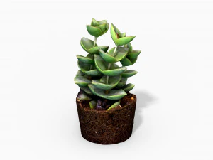 crassulamoonglow cactus plant - photoscanned pbr 3D Model