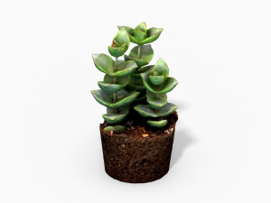 crassulamoonglow cactus plant - photoscanned pbr 3D Model