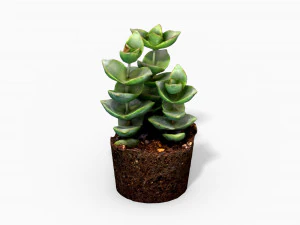 crassulamoonglow cactus plant - photoscanned pbr 3D Model