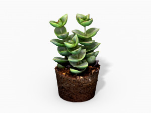 crassulamoonglow cactus plant - photoscanned pbr 3D Model