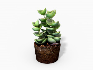 crassulamoonglow cactus plant - photoscanned pbr 3D Model