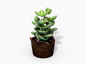 crassulamoonglow cactus plant - photoscanned pbr 3D Model