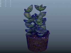crassulamoonglow cactus plant - photoscanned pbr 3D Model