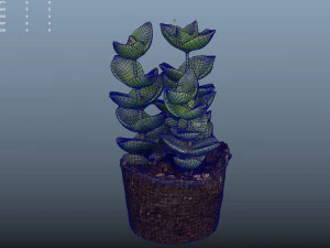 crassulamoonglow cactus plant - photoscanned pbr 3D Model