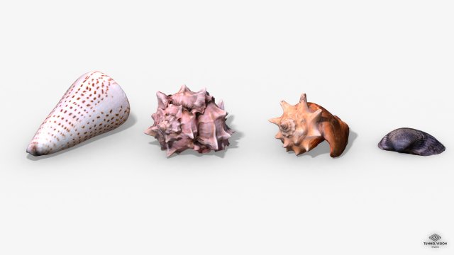 photorealistic seashells collection - scanned pbr 3D Модель .c4d .max .obj .3ds .fbx .stl .blend 
