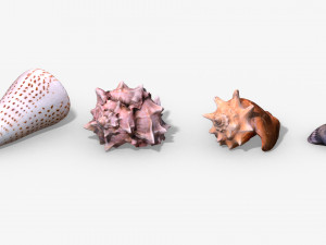 photorealistic seashells collection - scanned pbr 3D 모델