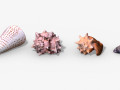 Photorealistic Seashells Collection - Scanned PBR Modello 3D