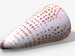photorealistic seashells collection - scanned pbr 3D Модель