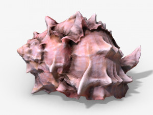 photorealistic seashells collection - scanned pbr 3D Модель