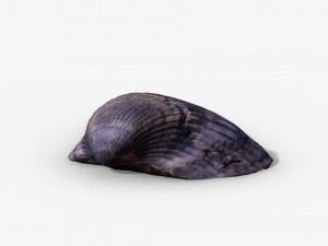 photorealistic seashells collection - scanned pbr 3D Модель