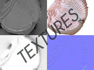 photorealistic seashells collection - scanned pbr 3D Модель