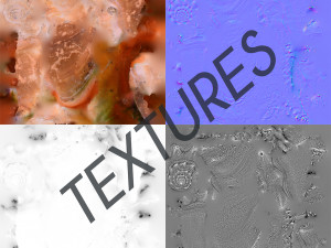 photorealistic seashells collection - scanned pbr 3D Модель
