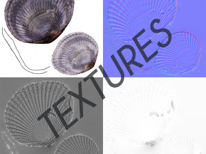 photorealistic seashells collection - scanned pbr 3D Модель