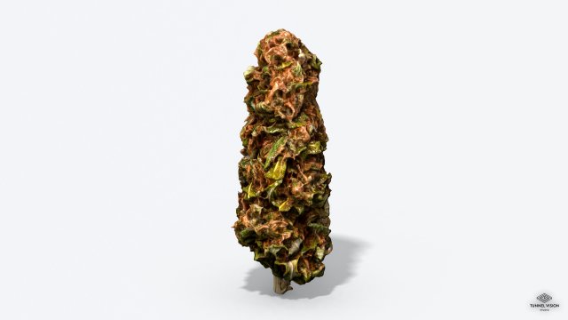 marijuana bud - photoscanned pbr Model 3D .c4d .max .obj .3ds .fbx .stl .blend 