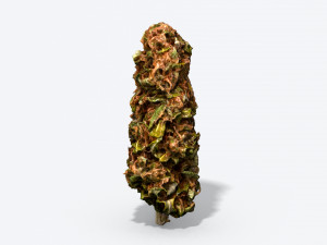 marijuana bud - photoscanned pbr 3D 모델