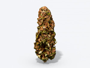 marijuana bud - photoscanned pbr Model 3D