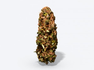 marijuana bud - photoscanned pbr Model 3D