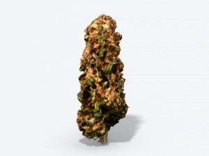 marijuana bud - photoscanned pbr Model 3D