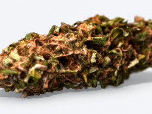 marijuana bud - photoscanned pbr Model 3D