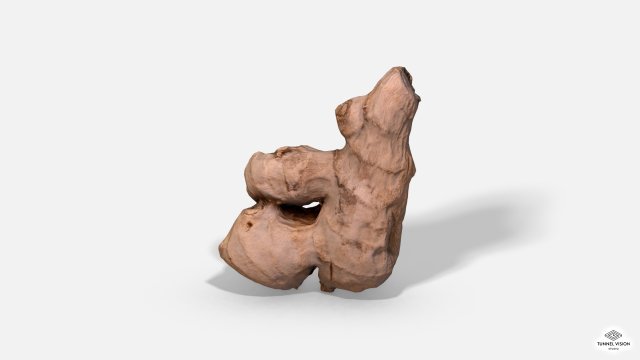 ginger root - photoscanned pbr 3D Model .c4d .max .obj .3ds .fbx .stl .blend 