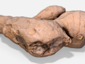 ginger root - photoscanned pbr 3D Model